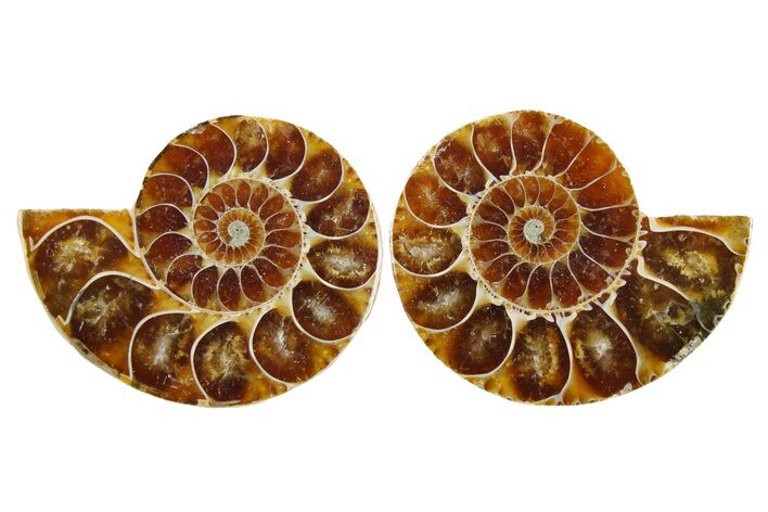 Cut & Polished Agatized Ammonite Fossils - 1 1/2 to 2" Size - Photo 1